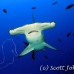 shark_hammerhead_scalloped_dar_h_0239_ecu1024.jpg